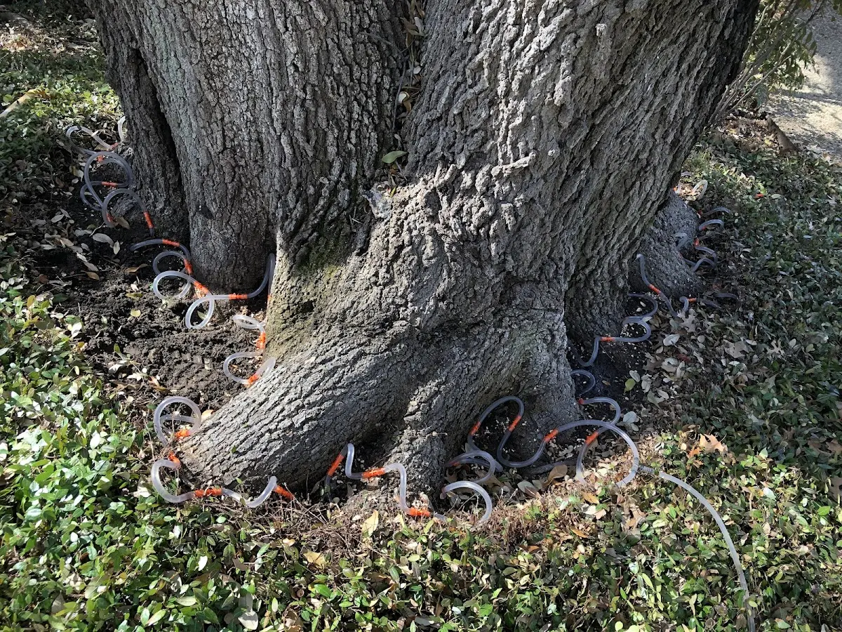Detailed Tree Cabling and Bracing job site in Three Lakes